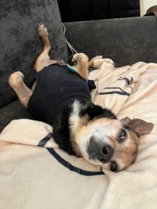 Wiggums the Chiweenie snuggling with his foster mom
