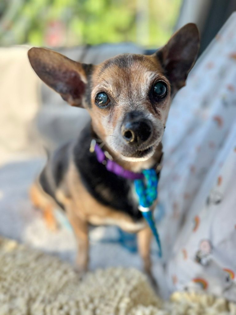 Wiggums the 14-year-old Chiweenie at his Old Dog Haven foster home