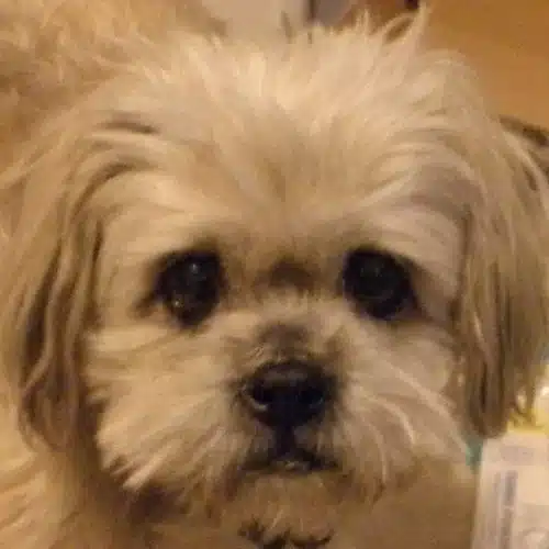 Zella, a tiny senior dog found wandering Miami’s streets alone — True Faithful Pet Rescue Mission