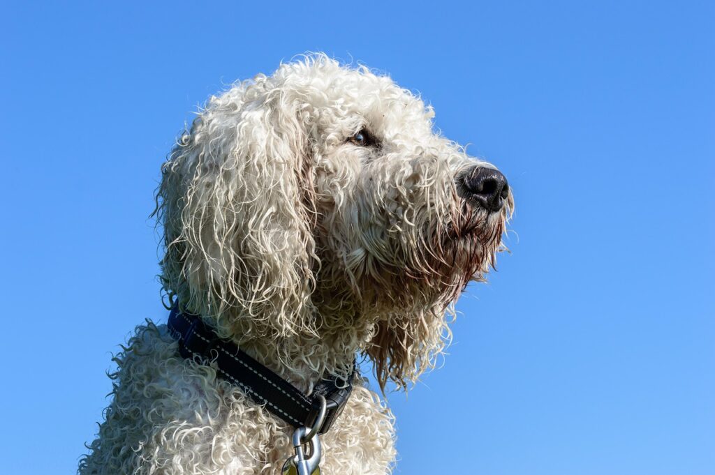 A fluffy golden-coated Goldendoodle dog sitting outdoors in natural daylight