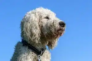 A fluffy golden-coated Goldendoodle dog sitting outdoors in natural daylight