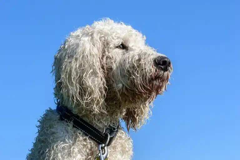 A fluffy golden-coated Goldendoodle dog sitting outdoors in natural daylight