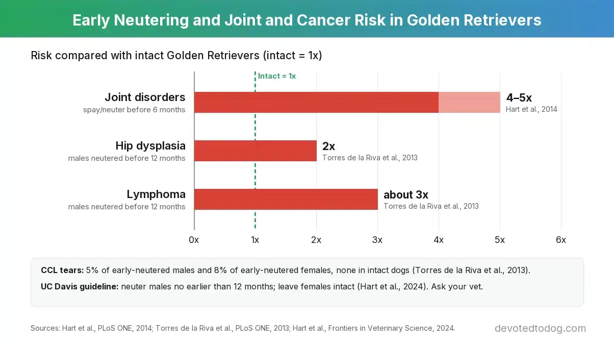 Chart: compared with intact Golden Retrievers, spay or neuter before 6 months raised joint disorders 4 to 5 times, and males neutered before 12 months had twice the hip dysplasia and about three times the lymphoma (UC Davis studies)