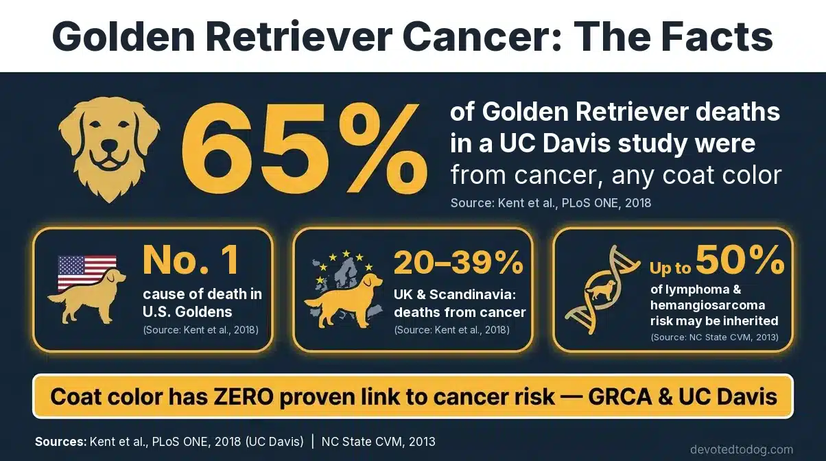 Infographic: cancer caused 65% of Golden Retriever deaths in a UC Davis study (Kent et al., 2018), against 20–39% in UK and Scandinavian studies; inherited factors may account for up to 50% of lymphoma and hemangiosarcoma risk; coat color has no proven link to cancer