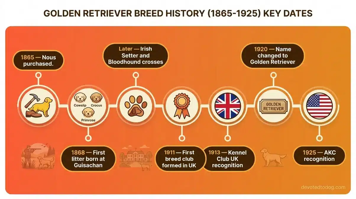 Illustrated timeline of Golden Retriever history: Nous bought in 1865, first litter at Guisachan in 1868, first breed club formed in the UK in 1911, Kennel Club recognition in 1913, renamed Golden Retriever in 1920, and AKC recognition in 1925