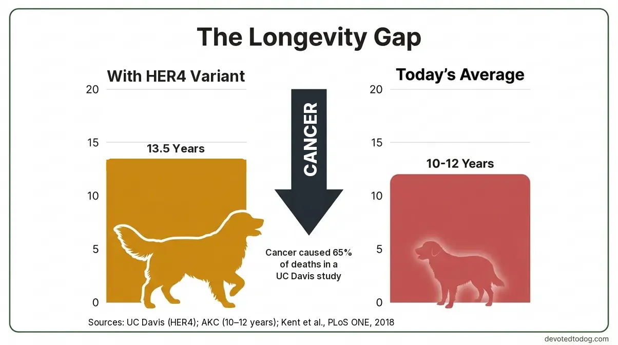 Infographic of the Longevity Gap: Golden Retrievers with the HER4 gene variant lived an average of 13.5 years in UC Davis research, against today’s 10-12 year average, with cancer behind 65% of deaths in a UC Davis study (Kent et al., 2018)