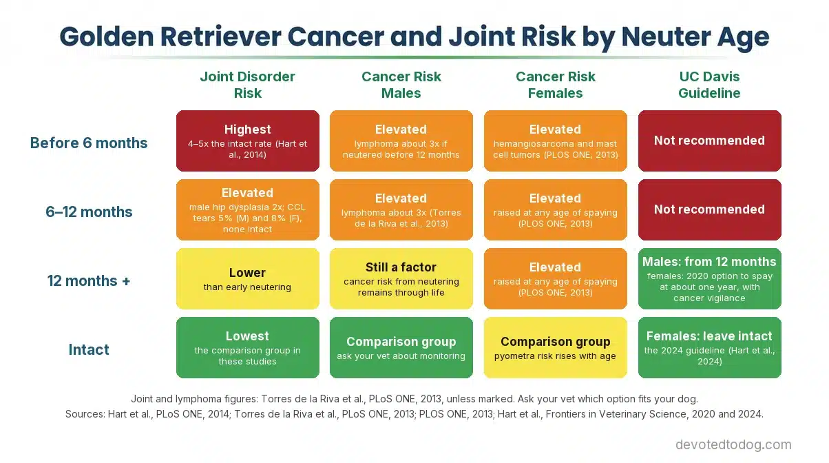 Risk matrix for Golden Retrievers by neuter age: joint and cancer risks are higher with early spay or neuter; the UC Davis guideline is to neuter males no earlier than 12 months and to leave females intact