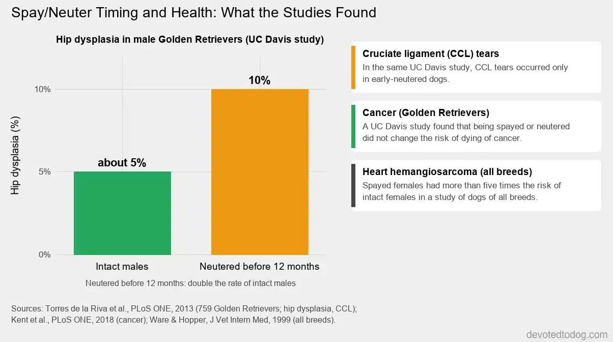 Chart: in a UC Davis study, 10% of male Golden Retrievers neutered before 12 months had hip dysplasia, double the rate of intact males; being spayed or neutered did not change the risk of dying of cancer in another UC Davis study