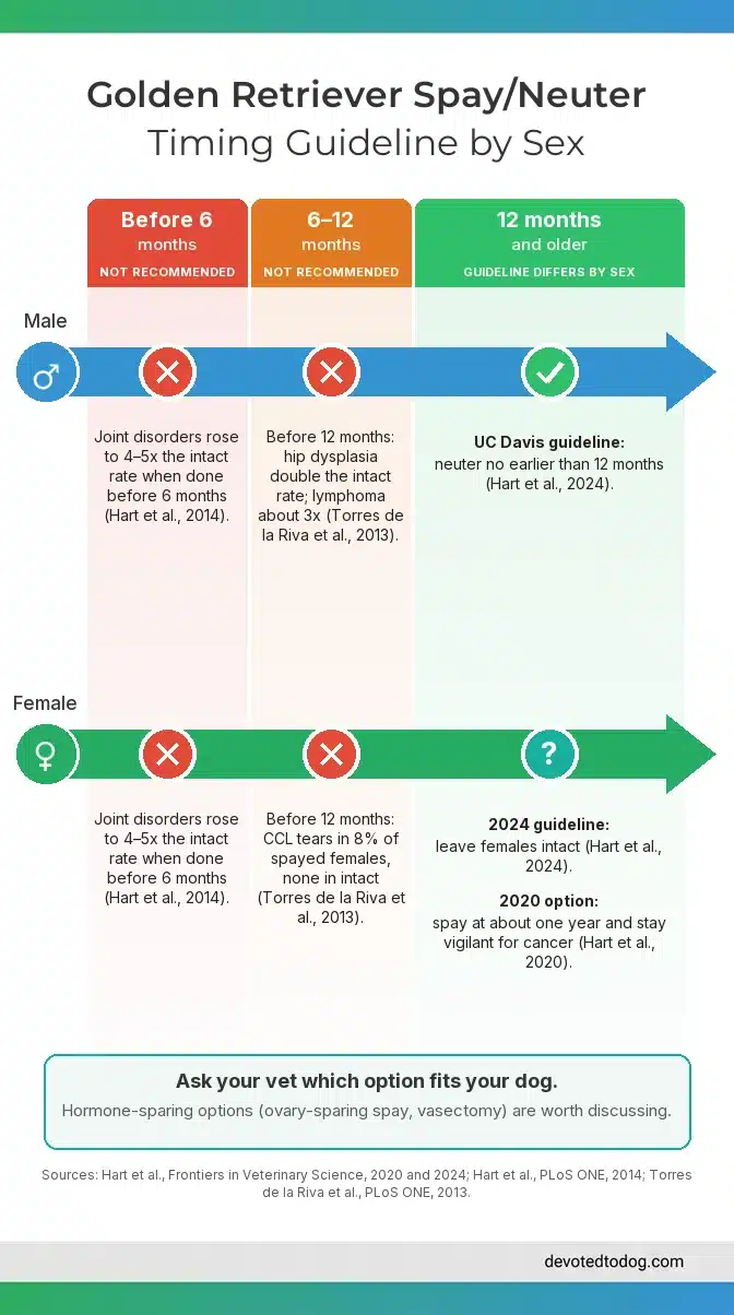 Spay/neuter timing guideline for Golden Retrievers by sex: UC Davis research suggests neutering males no earlier than 12 months and leaving females intact, or spaying females at about one year with cancer vigilance; ask your vet