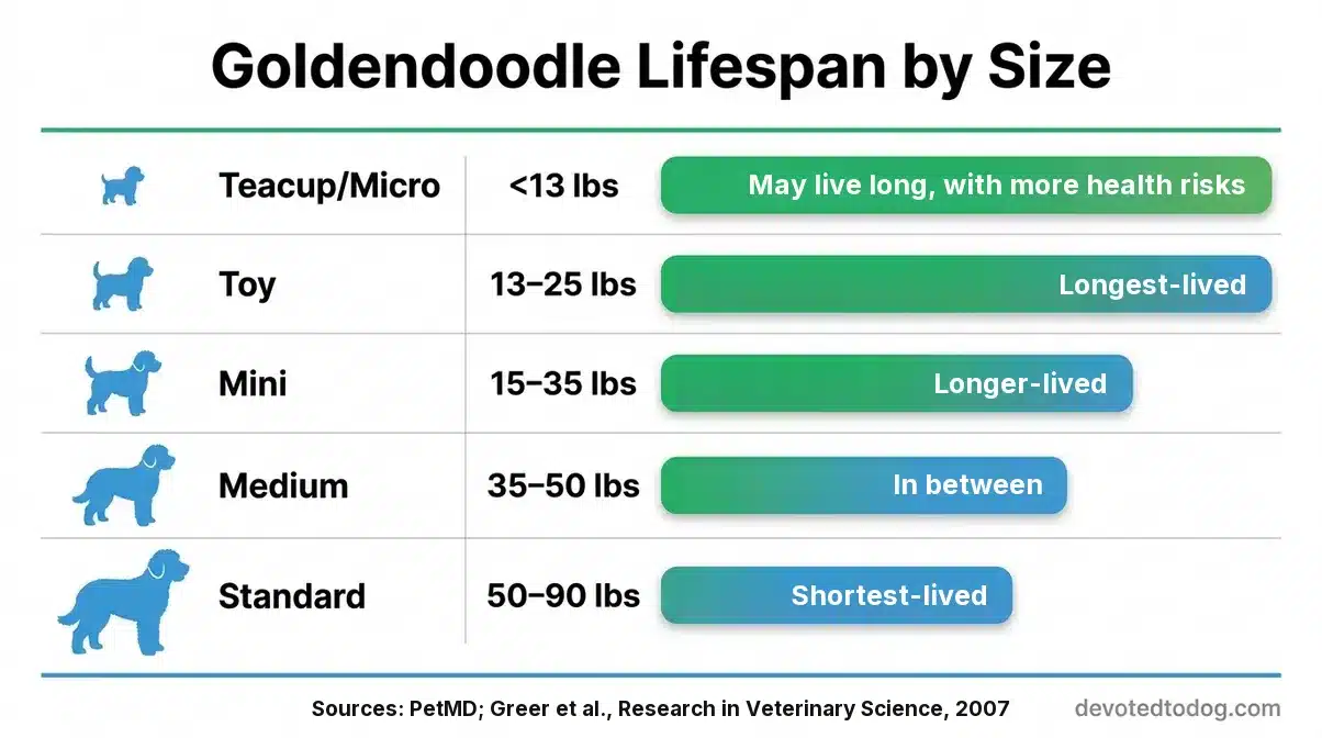 Goldendoodle lifespan by size chart: Toy Goldendoodles are expected to live longest and Standards shortest, with Minis and Mediums in between