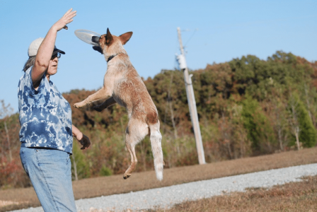 Dog play Frisbee Dog Exercise: Play Frisbee