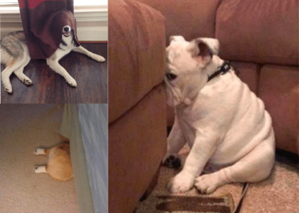 Hide and Seek Dog Game Hide and Seek Dog Game
